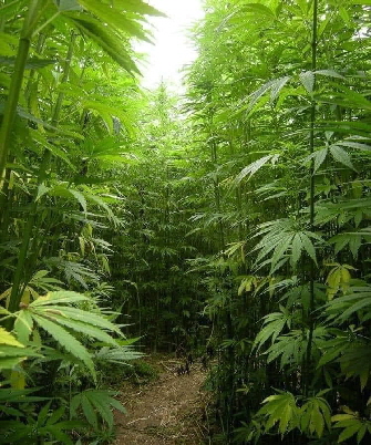 Hanf Wald